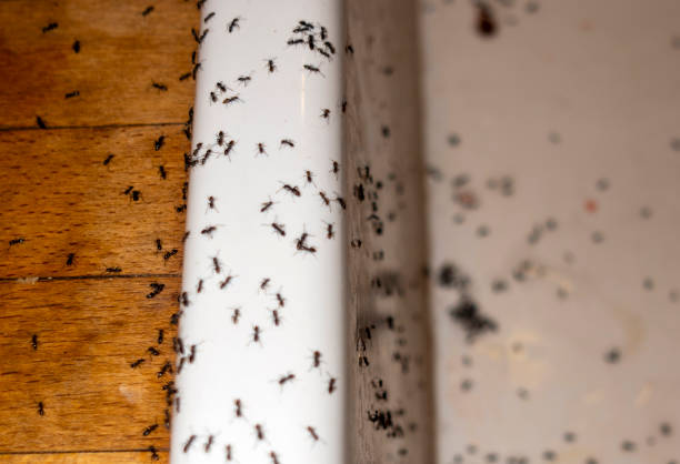 Best Ant Control Services  in Evansville, IN